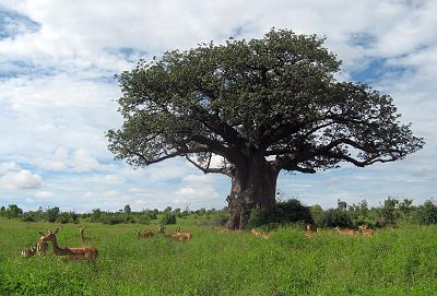 IMG_0020.JPG - Immernoch im Chobe NP: Ein riesenhafter Baobab und ein paar Antilopen, die im Schatten Zuflucht suchen.