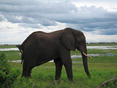IMG_9980.JPG - Der Chobe National Park in Botswana. Tausende von Elefanten trampeln alles nieder, was nicht bei drei auf den Bäumen ist. Nur, dass die Elefanten die dann auch noch umrammen.
