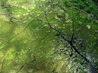 IMG_0196.JPG - Botswana. Der Okavango verästelt sich in kleinste Arterien, die das Grün des Deltas durchziehen.